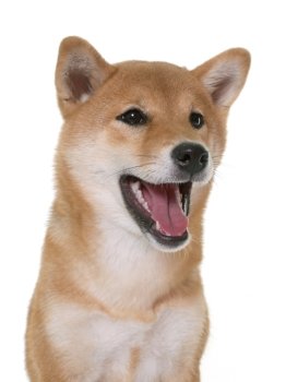 young shiba inu in front of white background