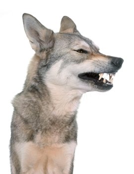 aggressive Saarloos wolfdog in front of white background