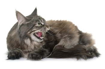 angry maine coon in front of white background