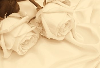  Beautiful white roses on white silk can use as wedding background. In Sepia toned. Retro style
