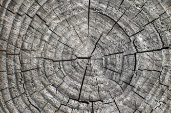 Weathered old gray tree trunk surface with annual rings closeup as background