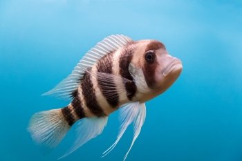 Frontosa fish with black stripes in the water