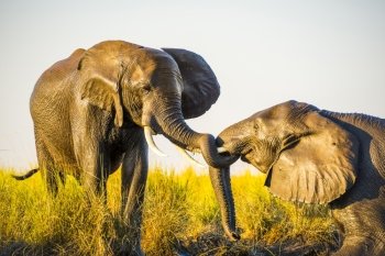 Elephants young and old playing in the mud on riverbank at sunset in Botswana