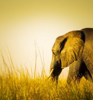 Elephant in sunset light in long grass in Africa
