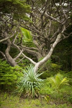 Rainforest on Isle of Pines, New Caledonia
