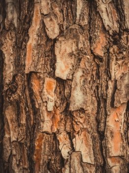 close up photo of Tree bark texture
