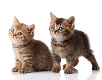 Two little blue eyes kitten.  British breed kittens  isolated on white background