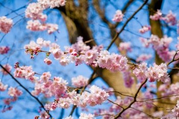Sakura flower on nature background. pink spring blossom background. Beautiful Background