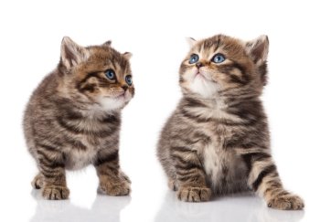 Two little blue eyes kitten.  British breed kittens  isolated on white background