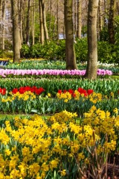 Dutch spring garden Keukenhof (Lisse, Netherlands)  park of flowers and tulips