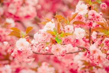 Spring Background. Blossom tree .Spring flowers