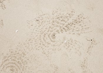 crab hole background texture wallpaper                               . crab hole background texture