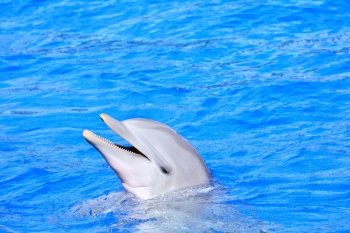 Beautiful dolphin in bright blue water.