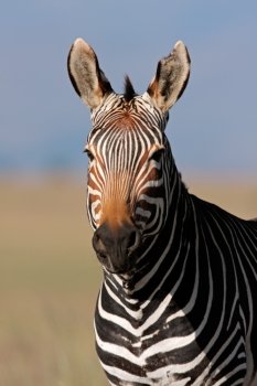 Endangered Cape Mountain Zebra (Equus zebra), Mountain Zebra National Park, South Africa