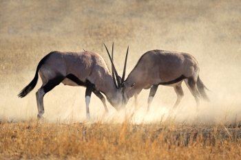 Two male gemsbok antelopes (Oryx gazella) fighting for territory, Kalahari desert, South Africa