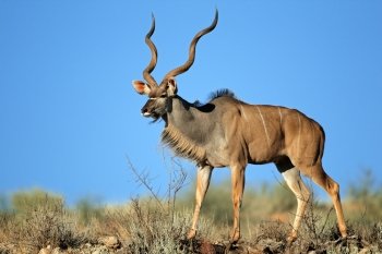Big male kudu antelope (Tragelaphus strepsiceros) against a blue sky, Kalahari desert, South Africa