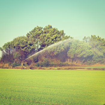 Sprinkler Irrigation on a Field in Portugal, Instagram Effect