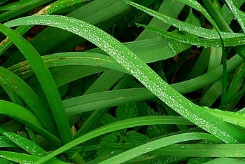 The green grass covered by morning dew