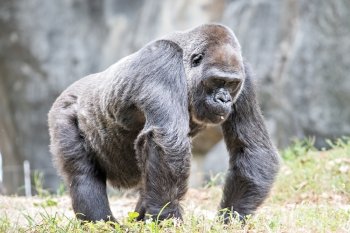 Silver back gorilla looking alert and menacing against a natural background