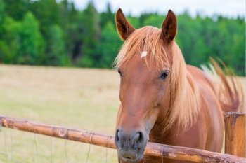 portrait of a beautiful brown horse behind a fence on a meadow