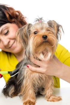 young girl brushing her pet thick hair a brush