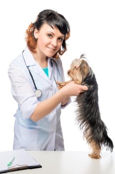 veterinarian examining Yorkshire Terrier puppy on a white table