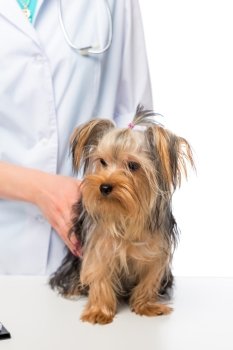 a little Yorkshire terrier on a table at a veterinarian doctor close-up