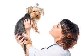 Veterinarian holds a beautiful healthy dog on a white background