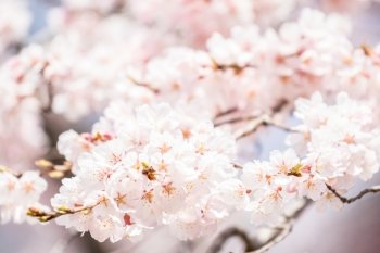 Sakura Cherry blossoms for spring background japan