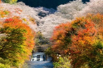 Nagoya, Obara. Autumn Landscape with sakura blossom. Shikizakura kind of sakura blooms once in spring, and again in autumn.