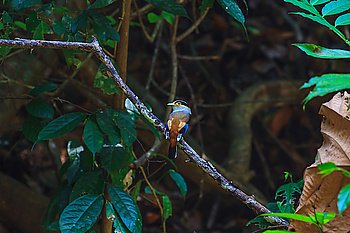 Silver-breasted Broadbill (Serilophus lunatus) beautiful bird on a branch