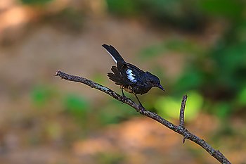 Oriental Magpie Robin bird perched on a tree