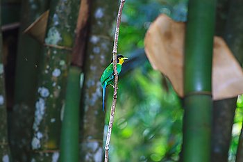 colorful bird long tailed broadbill on tree branch in forest