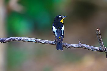 Male Yellow-rumped flycatcher (Ficedula zanthopygia) in nature of Thailand