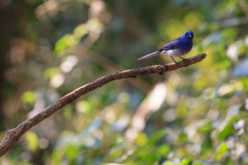 Black-naped monarch (Hypothymis azurea) bird in nature  perching on a branch