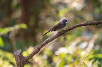 Black-naped monarch (Hypothymis azurea) bird in nature  perching on a branch