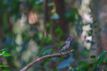 beatiful asian brown flycatcher(Muscicapa dauurica) standing on branch  in forest
