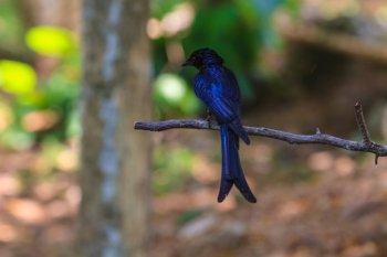 Black drongo, Dicrurus Macrocercus, beautiful bird in forest