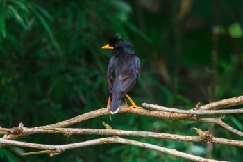 white vented myna on nature background (Acridotheres grandis)
