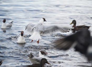 gulls on the lake