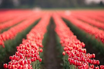Rows of Tulips partially open collecting valuable warmth actually required to grow