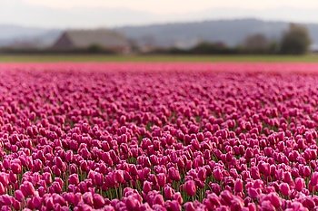 The Tulips are partially open to collect sunshine at this agricultural farm thet produces beautiful flowers