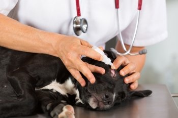 Veterinarian conducting a review with your dog American Staffordshire
