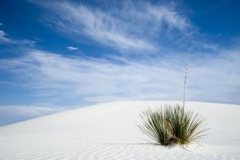 yucca plant in white sand desert