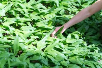 female hand plucking and collecting wild garlic in the forest for cooking