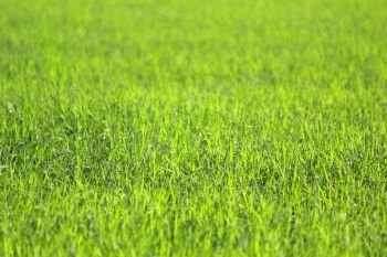 photo of green rice field as nature background