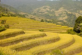Rice fields on terraced of Khuoi My, Ha Giang province, North Vietnam
