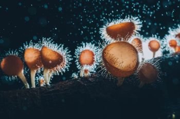Orange mushroom ,Champagne mushroom or eyelash cup mushroom with sparkling droplets  in the forest. Ecosystem or biological diversity concept.
