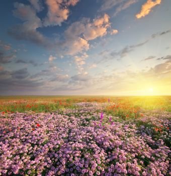 Spring flowers  in meadow. Beautiful landscapes.