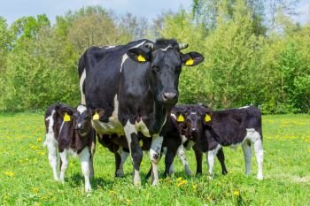 Black and white mother cow with group of calves in european pasture